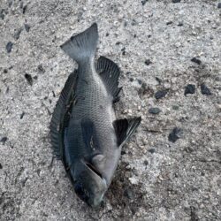 鳥を取って、魚を釣って行くゥ4nd