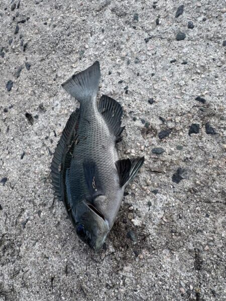 鳥を取って、魚を釣って行くゥ4nd