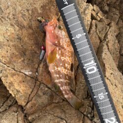 エギング、根魚