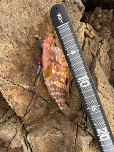 エギング、根魚