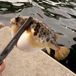 午後からもカワハギ調査！！