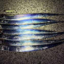 タチウオ 爆釣