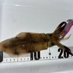 ジィ〜ジィ〜きたー
