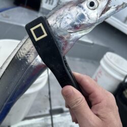 加太の青物はよくひきます。