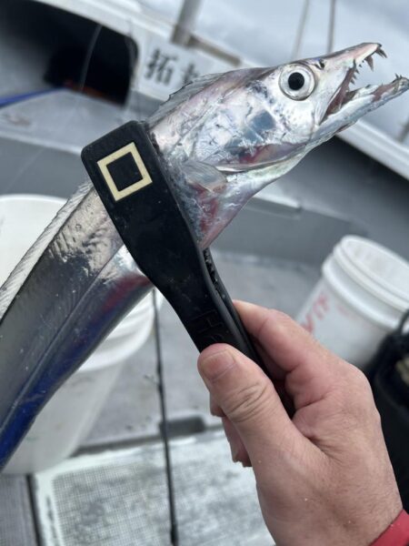 加太の青物はよくひきます。
