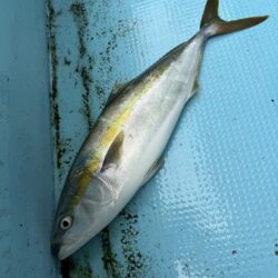 初めてのノマセ釣り