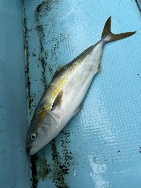 初めてのノマセ釣り