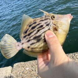 カワハギ調査もいきなり爆釣!!