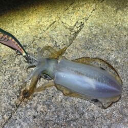 明石でアタリが全く無く激渋からの干潮前に４連発！