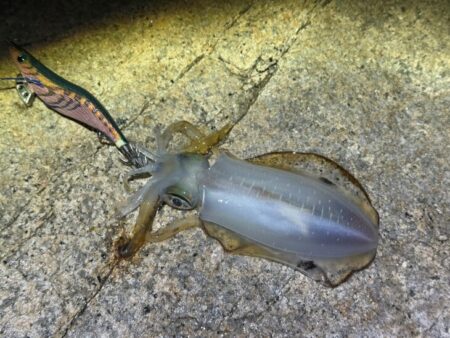 明石でアタリが全く無く激渋からの干潮前に４連発！