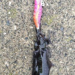 新子探し