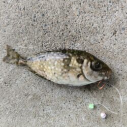 ハゼ釣りはアイゴに注意