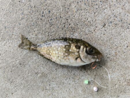 ハゼ釣りはアイゴに注意