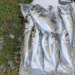 アジ釣り