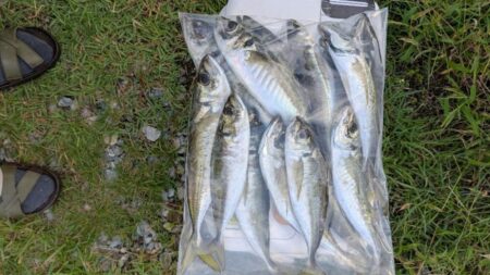 アジ釣り