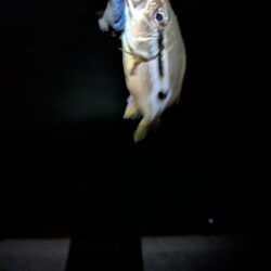 涼しくなってきた。