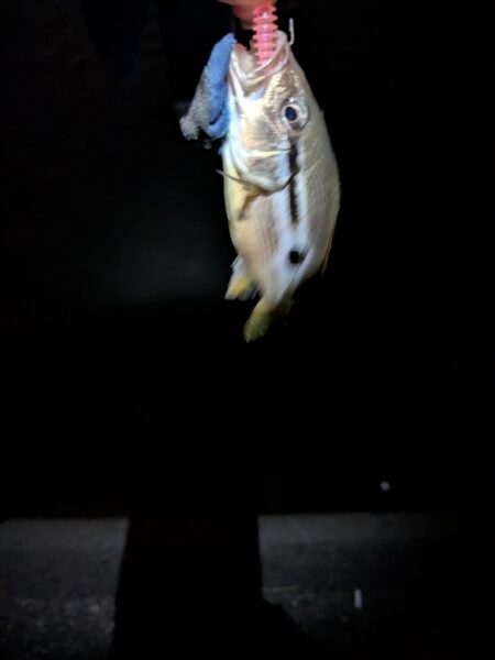 涼しくなってきた。