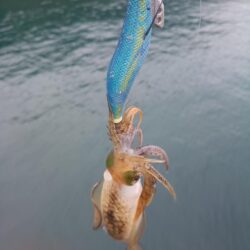 今日も新子入れ食い