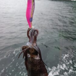 新子狩り