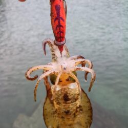 ヤズと新子