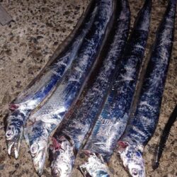 引き釣り 2