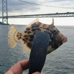 ミャク釣り