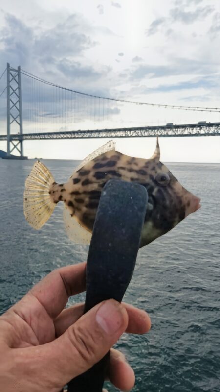 ミャク釣り