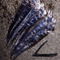 引き釣り 3
