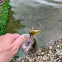 シルバーウィーク朝活短時間釣行