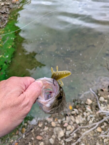 シルバーウィーク朝活短時間釣行