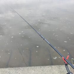 いつもの鯉釣り