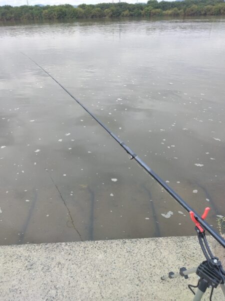 いつもの鯉釣り