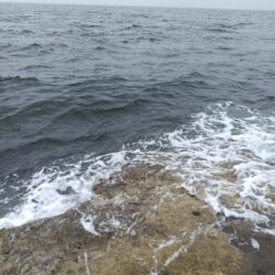 狙いの魚が今年初