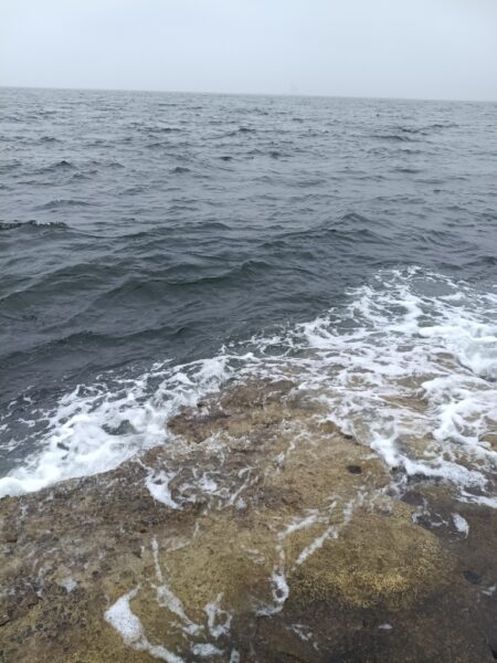 狙いの魚が今年初