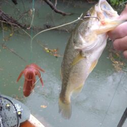 太いバス釣れました。