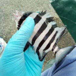 キスのちカワハギ