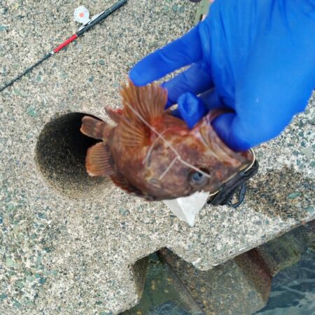 ガシラ穴釣り