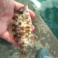 キスいない…カワハギ釣り