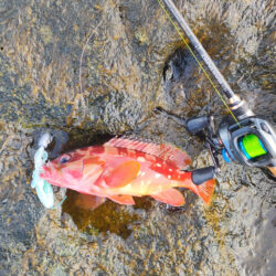 カンパチー