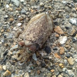 やっぱりコウイカ