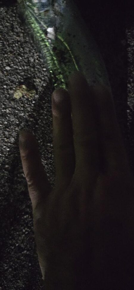 連夜の刀狩り