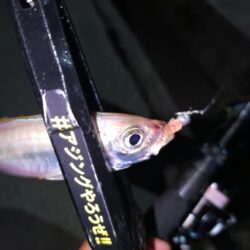 近所で豆アジング