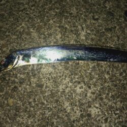 太刀魚狩り🎣