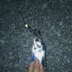 たまには太刀魚テンヤ🎣