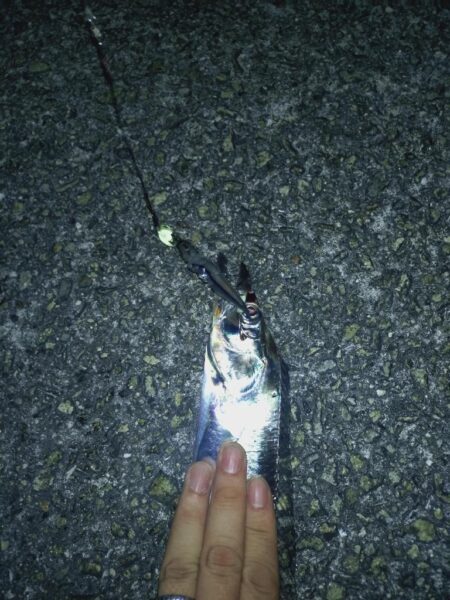 たまには太刀魚テンヤ🎣