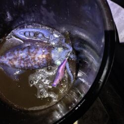 爆風暴風ティップラン