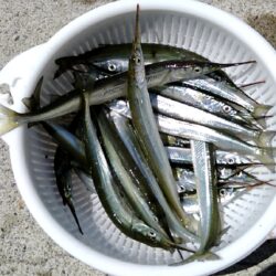 サヨリ開幕