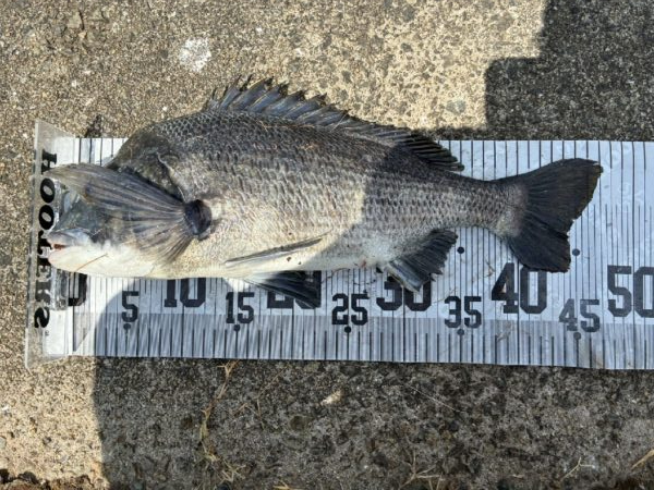 イチノ兄弟、釣果！