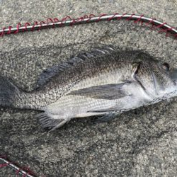 イチノ兄弟、釣果！