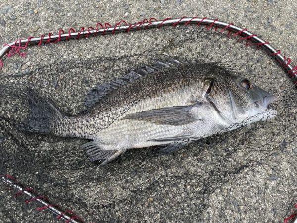 イチノ兄弟、釣果！